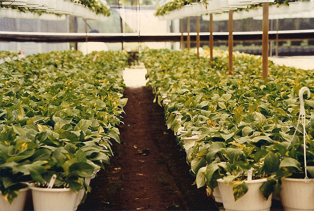 Row of treated hanging plants in a greenhouse