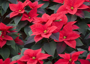 Read more about the article Celebrating The Poinsettia
