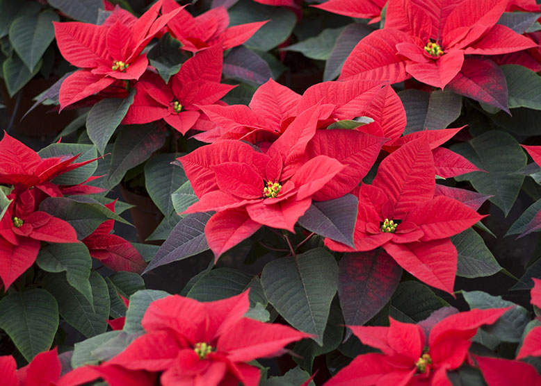 You are currently viewing Celebrating The Poinsettia