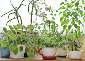 Read more about the article Houseplants & Humidity