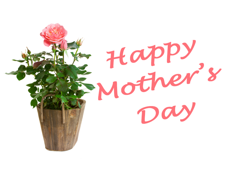 You are currently viewing Mother’s Day: Picking the Perfect Plant for Mom