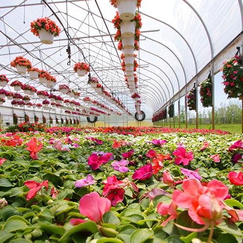 home Pretty pink flowers in a large indoor greenhouse with hanging pots above