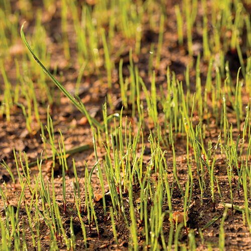 Overseeding benefits