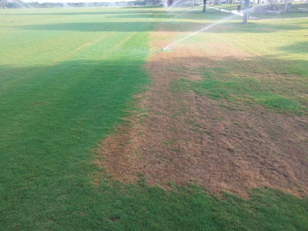 Treated and untreated soccer field