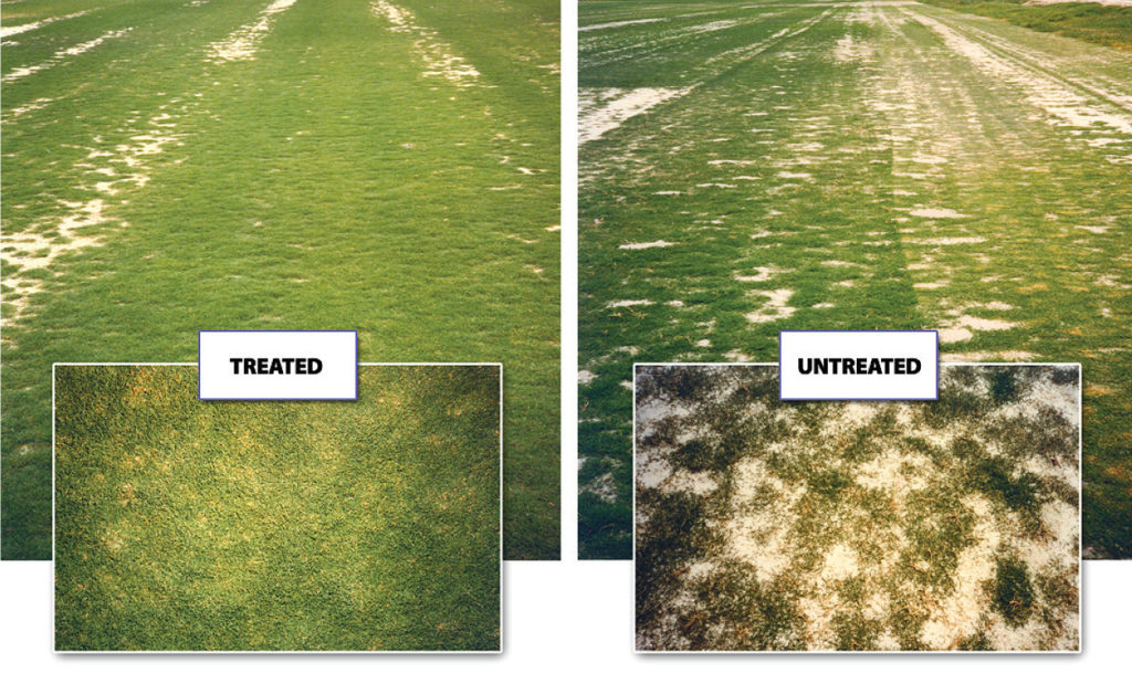 Before and after Hydretain use - turf seeding