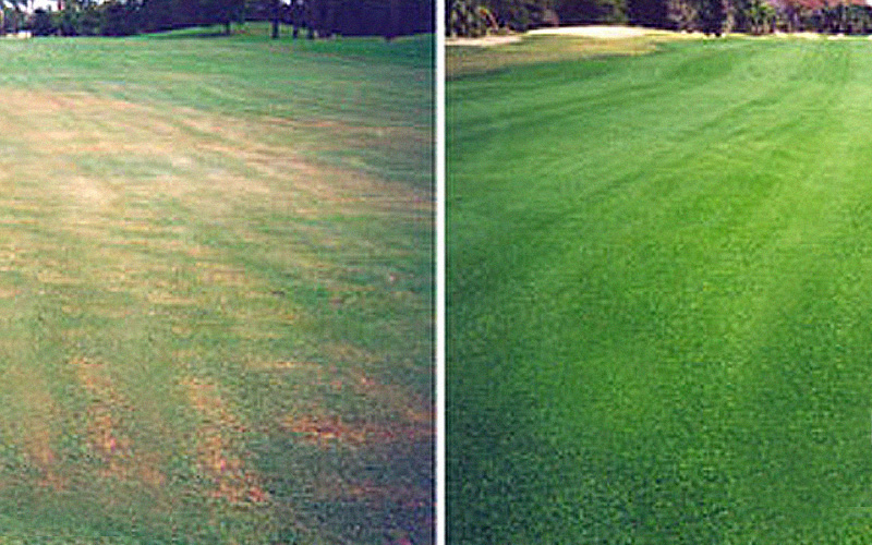 Before and after Hydretain usage on fairway