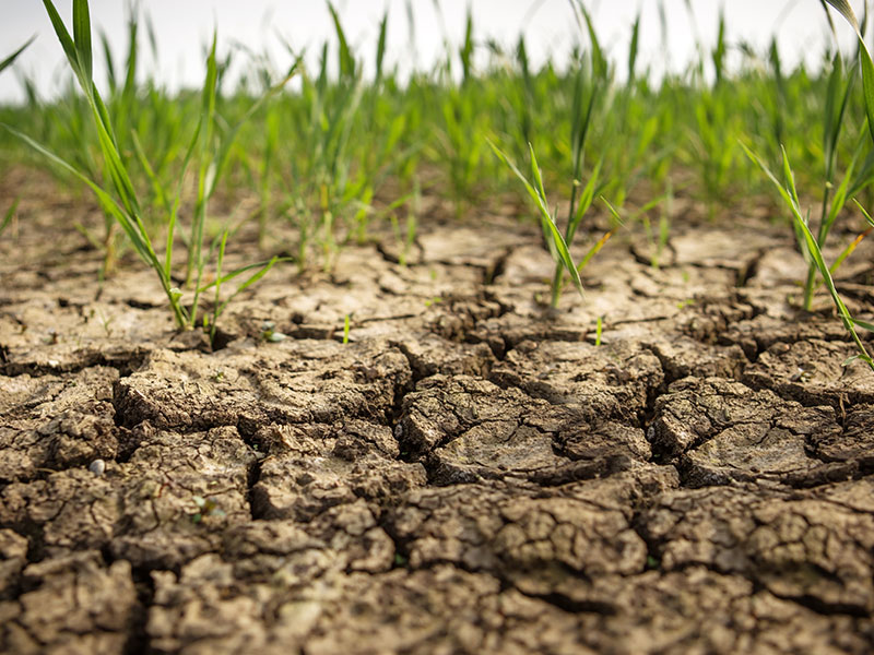 the science behind drought stress