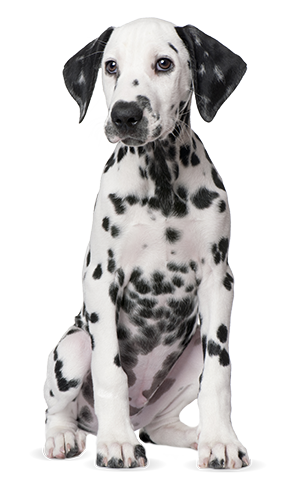 dalmation sitting