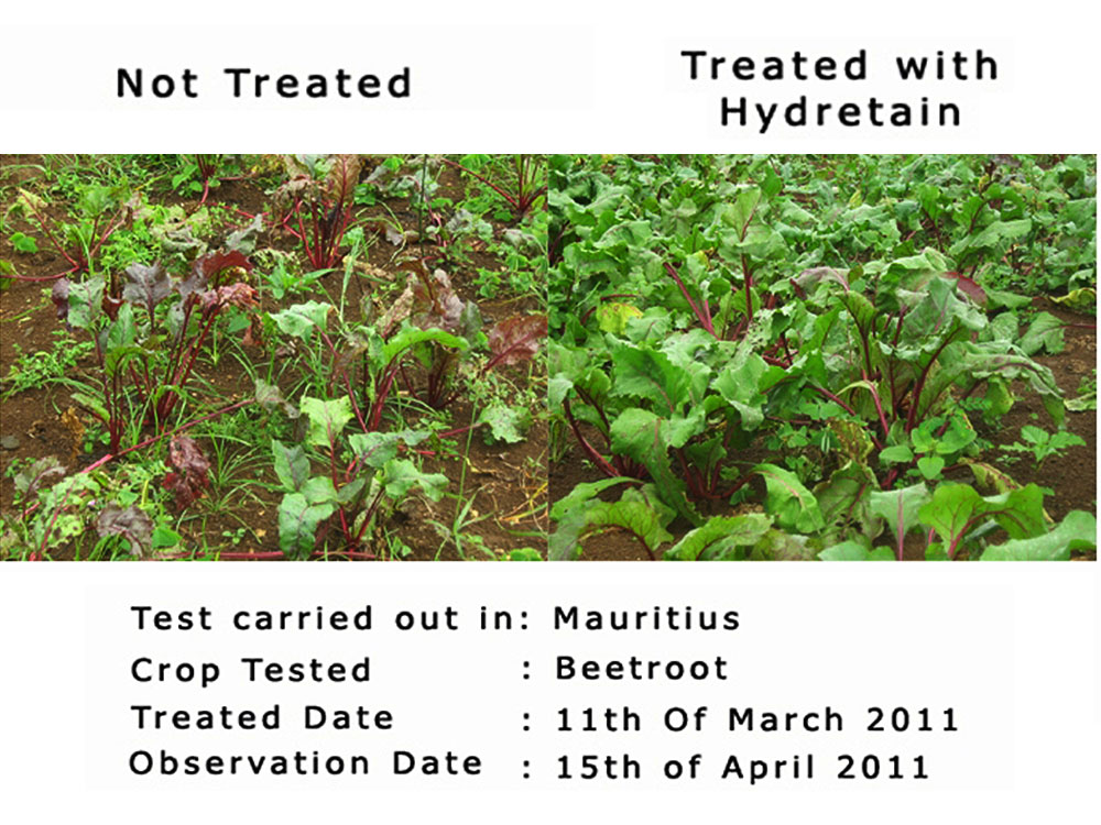 Results of beetroot in garden – treated vs untreated with Hydretain