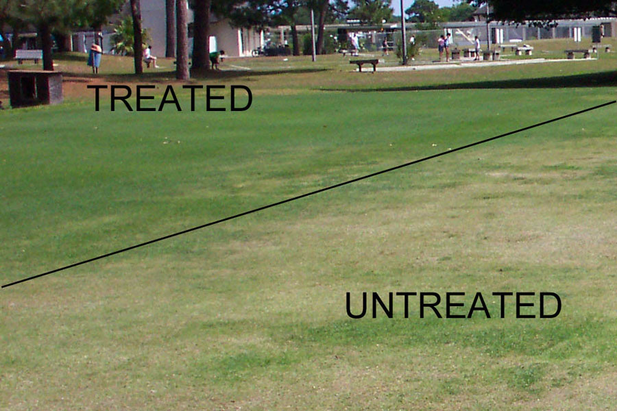 Results of treated vs. untreated lawns – Bowling Green