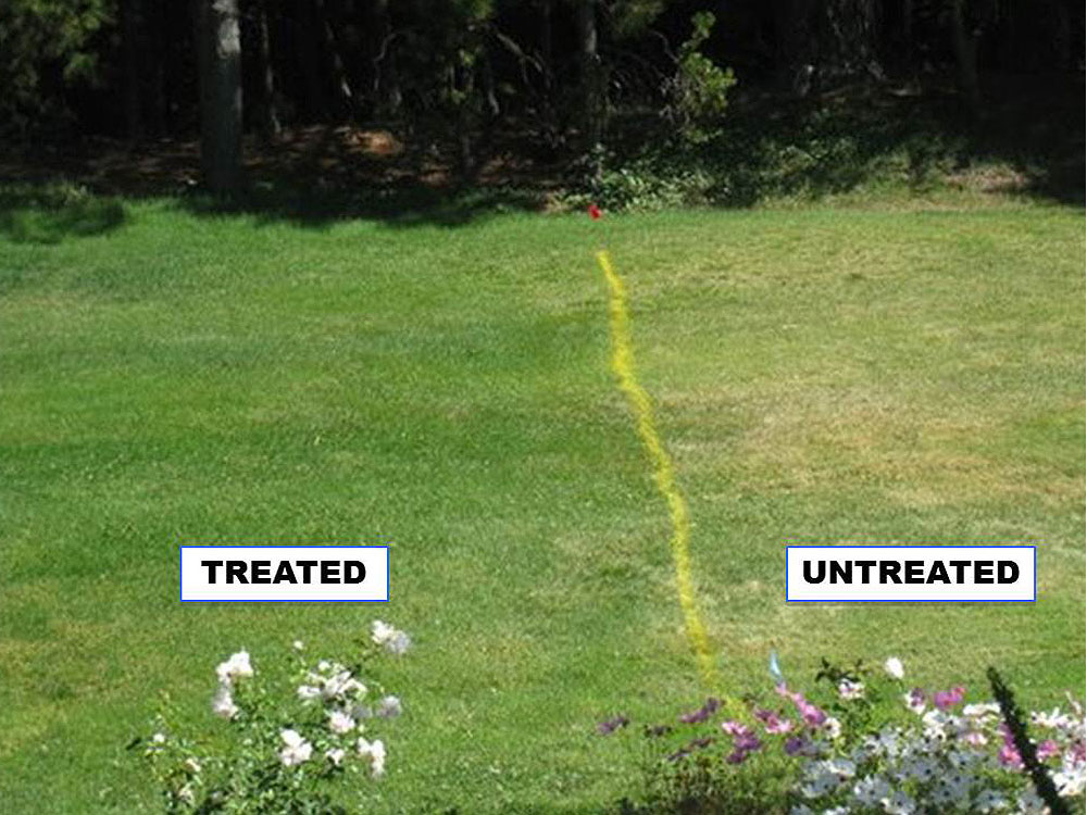 Comparative lawns - results of treated vs untreated