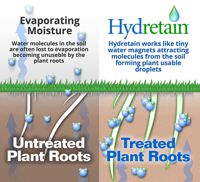 Hydretain science graphic of untreated plant roots vs. treated plant roots