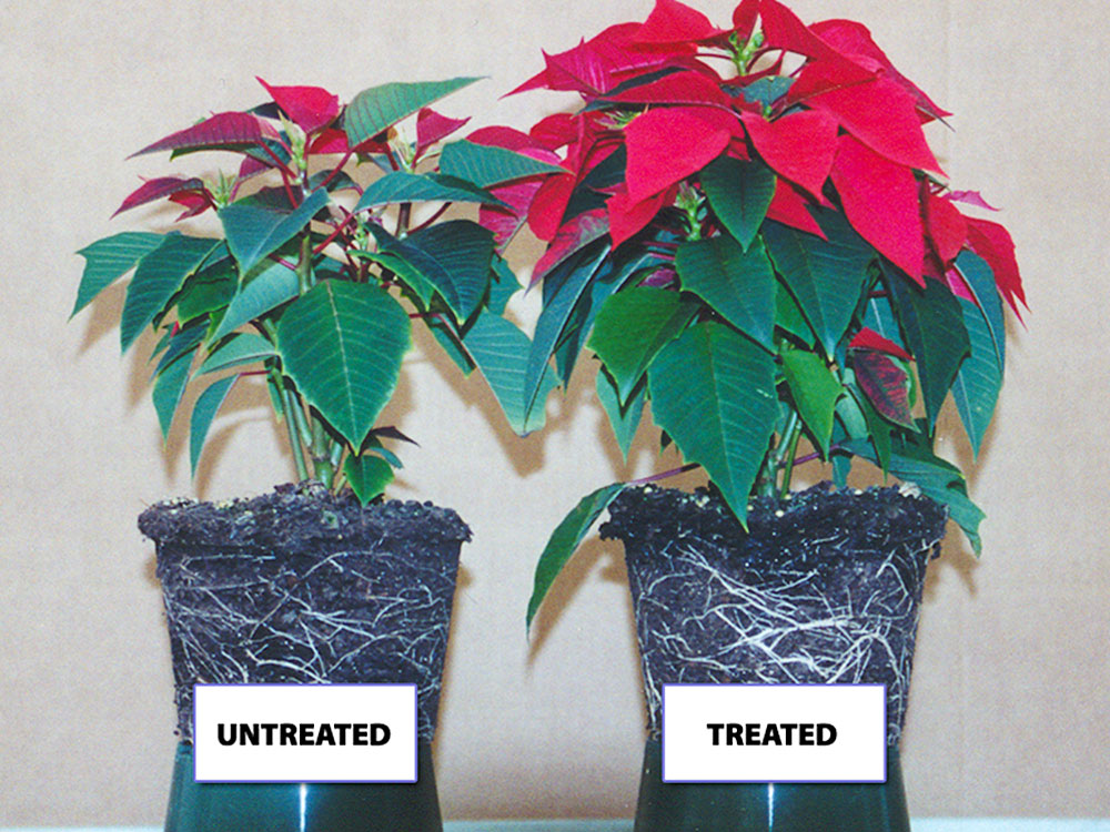 science results- treated vs untreated poinsettia plants