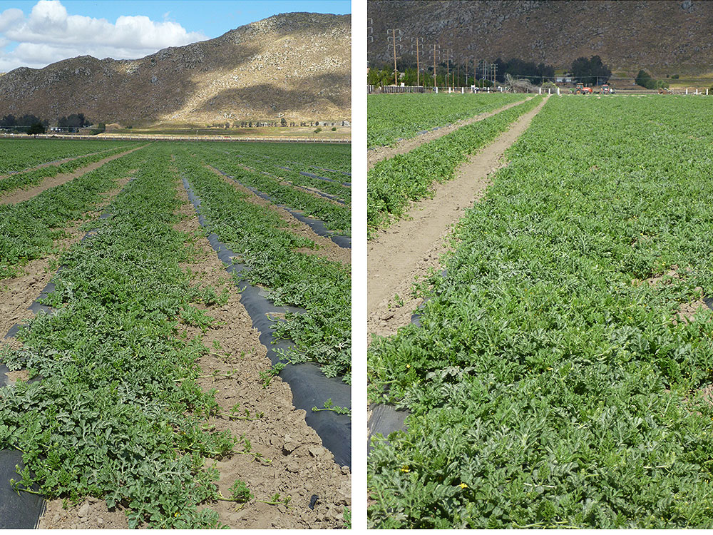 Agricultural results – watermelon field – treated vs untreated