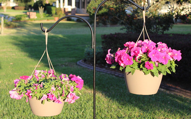 comparison of 2 hanging plants - with and without Hydretain application