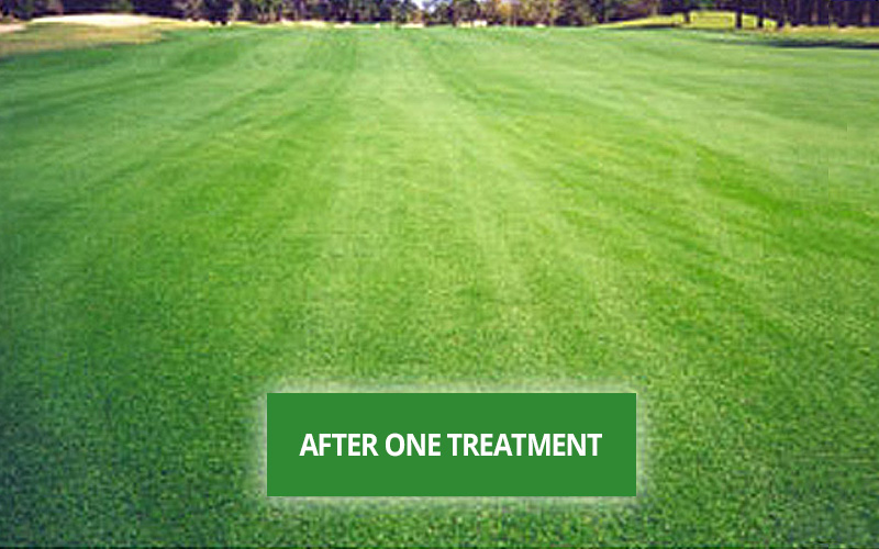 Golf fairway after Hydretain treatment - lush green grass