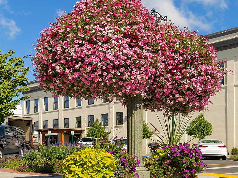 Municipalities - large hanging baskets on a lamp post