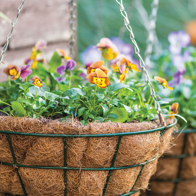 homeowners hanging flower basket closeup