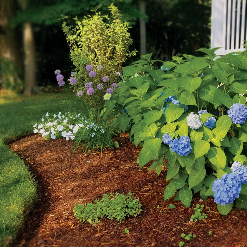 homeowners- hydrangea bushes