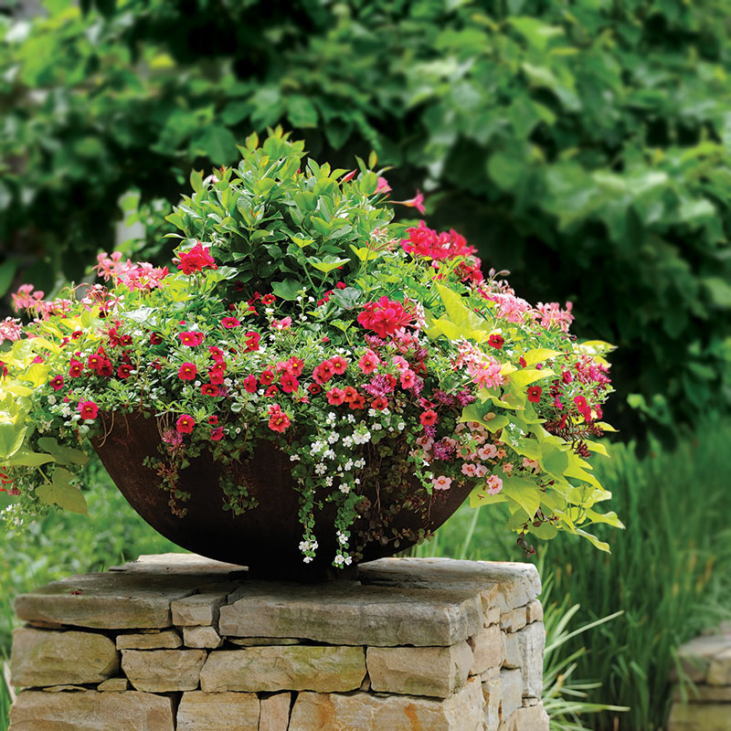 Homeowners potted plant on pillar