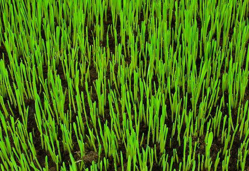 close up of new grass