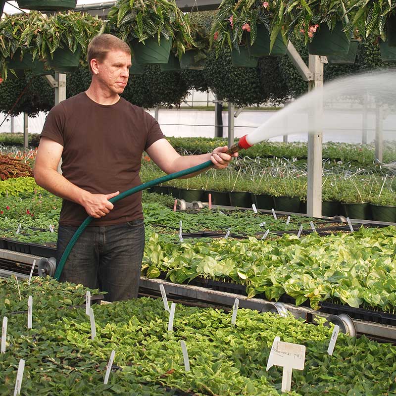 worker in nursery/greenhouse applying Hydretain