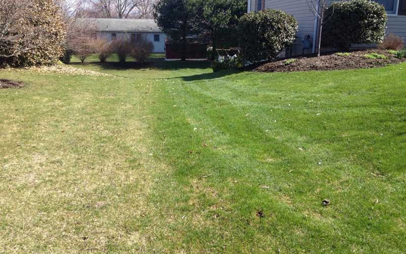 treated (left) vs. untreated (right) turf