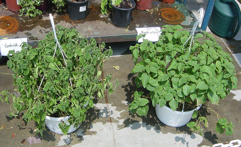 treated vs untreated lantana in greenhouse-nursery