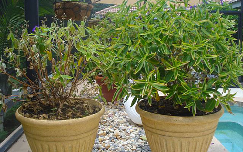 homeowners potted plants: treated vs untreated