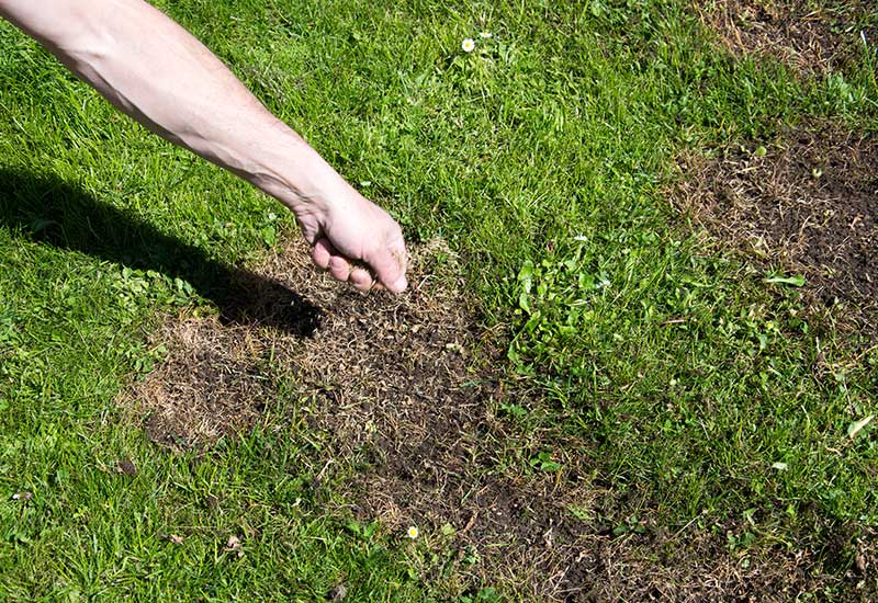 homeowners seeding bare spots on lawn