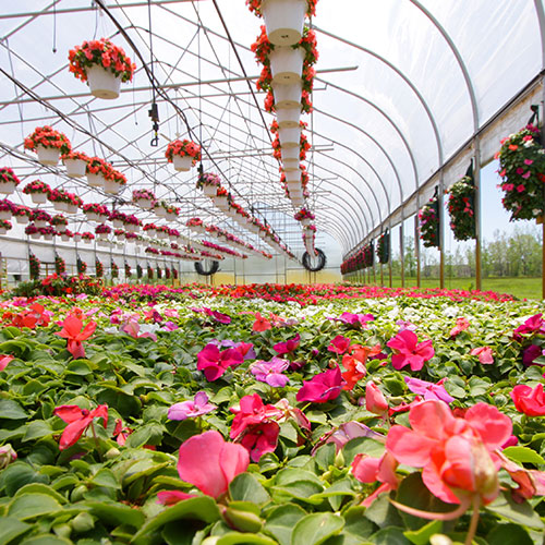 impatiens hangin and in rows i a nursery-greenhouse