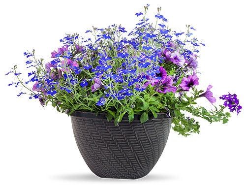 healthy potted petunia plant