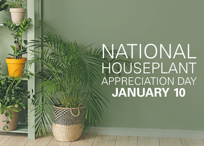 You are currently viewing Houseplant Appreciation Day