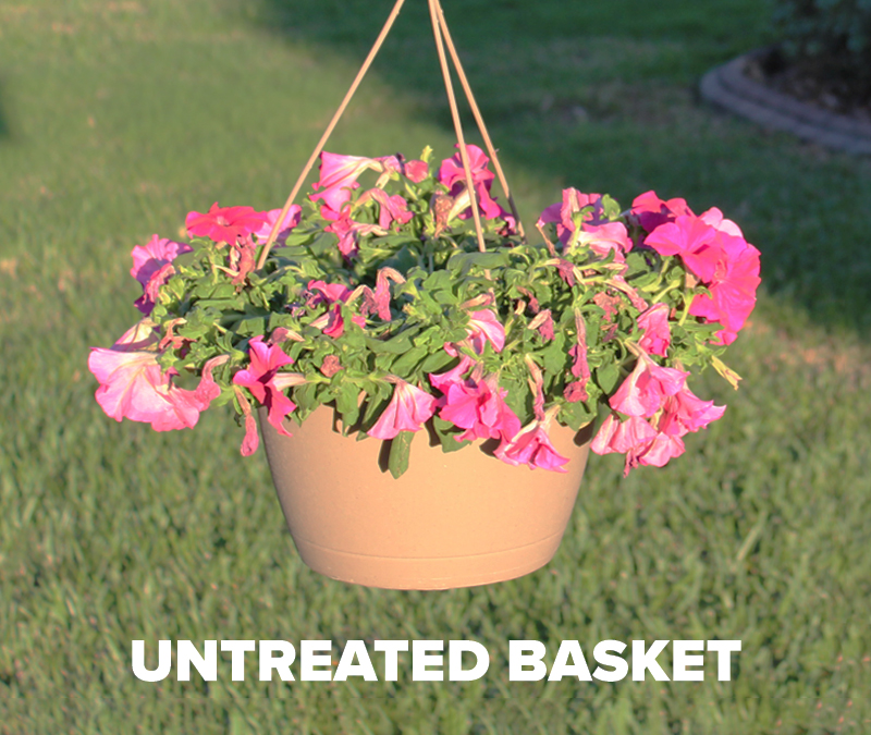Untreated-hanging-basket